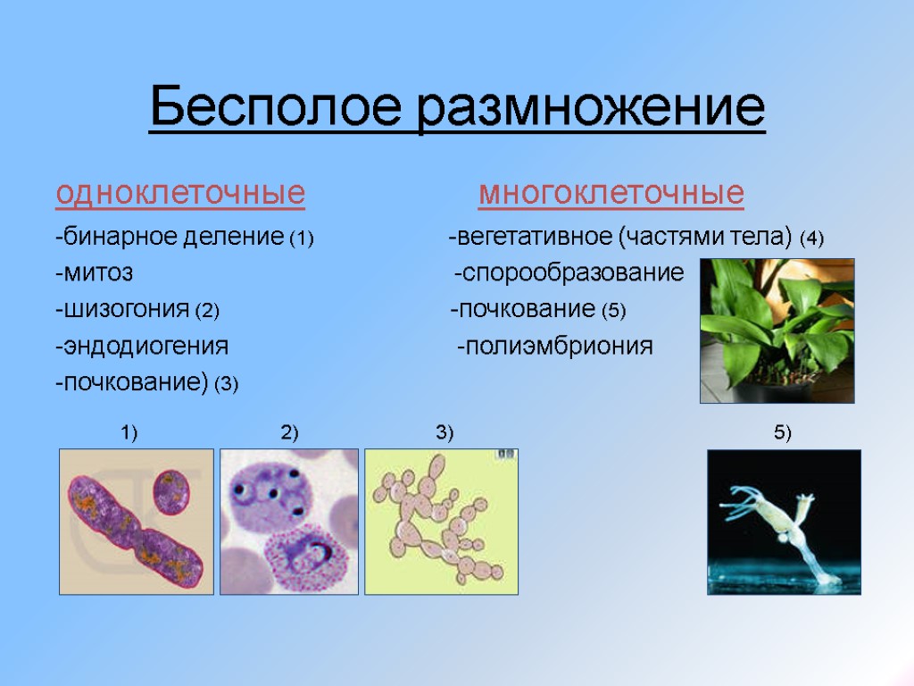 Бесполое размножение одноклеточные многоклеточные -бинарное деление (1) -вегетативное (частями тела) (4) -митоз -спорообразование -шизогония